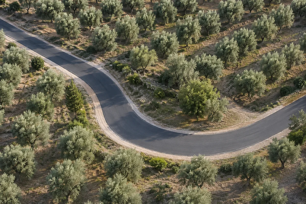 橄榄园中的弧形道路